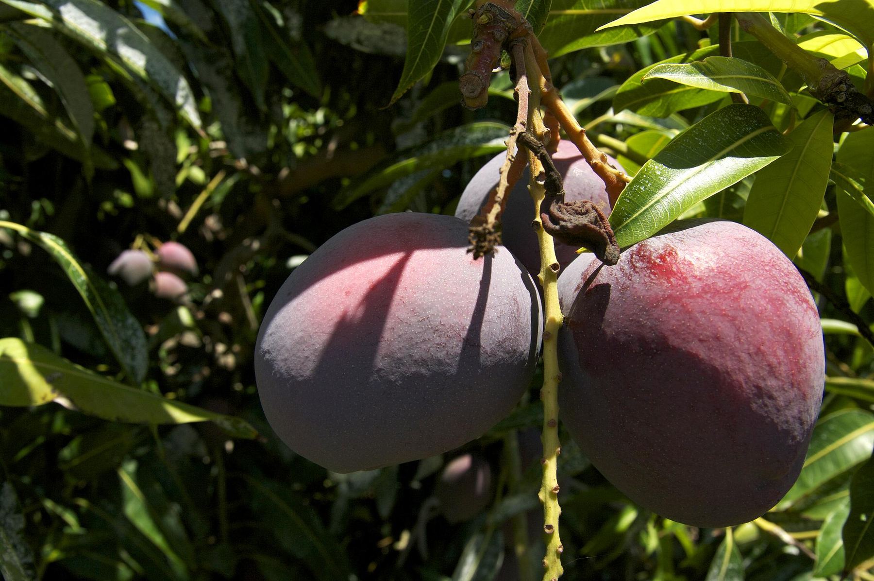 Ripe mangoes on the tree in an irrigated orchard