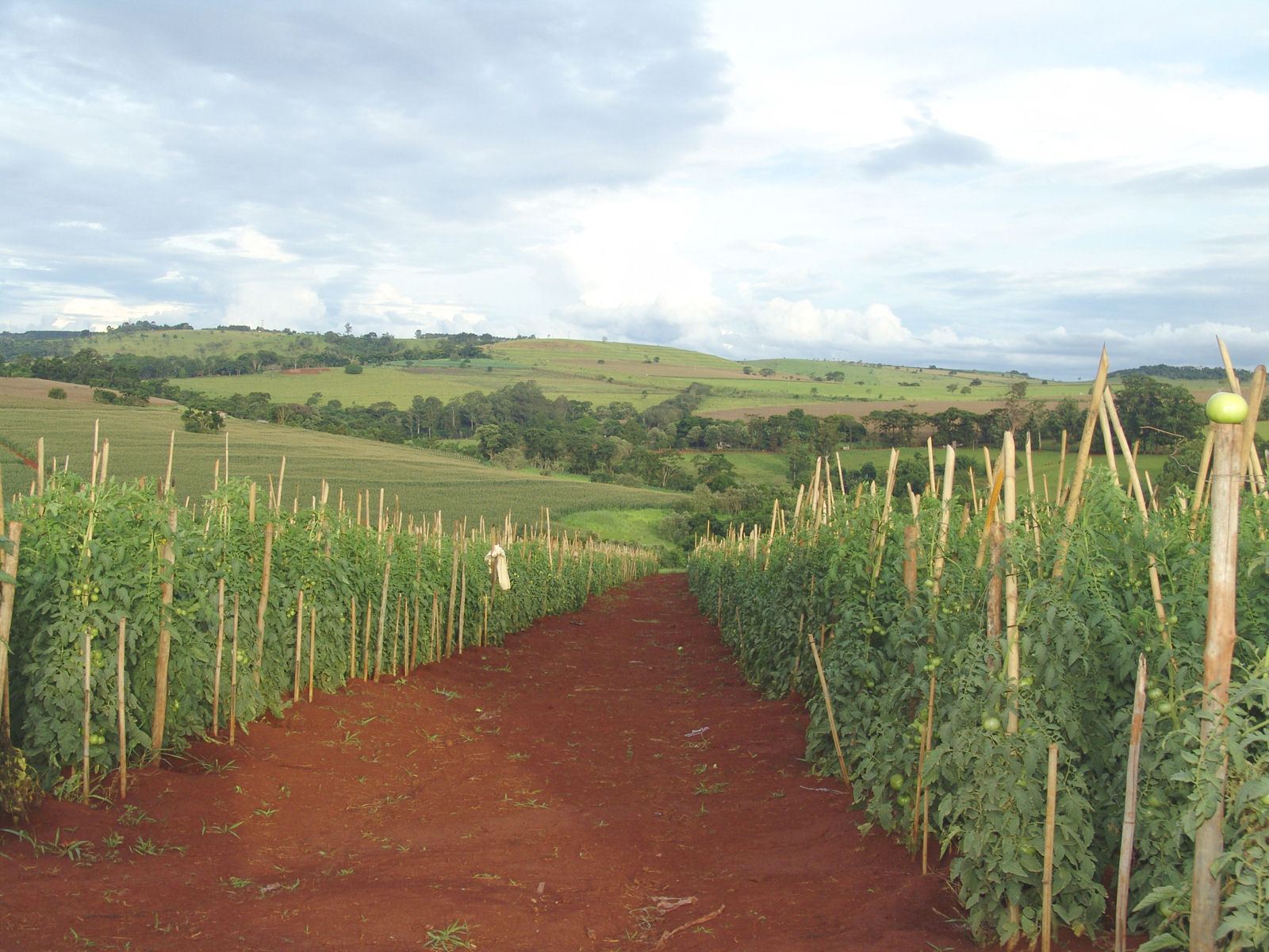 Staked tomato rows on red earth with farmland behind